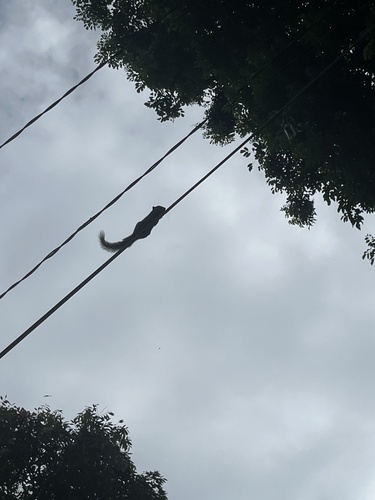 Callosciurus notatus