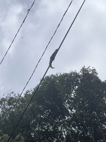 Callosciurus notatus