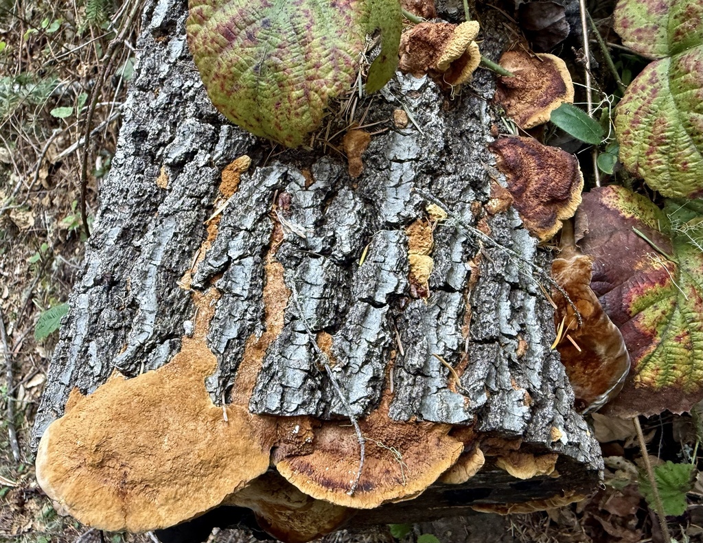 Fuscoporia gilva · January 2026 · photo: © hllrnnr (iNaturalist, cc0)