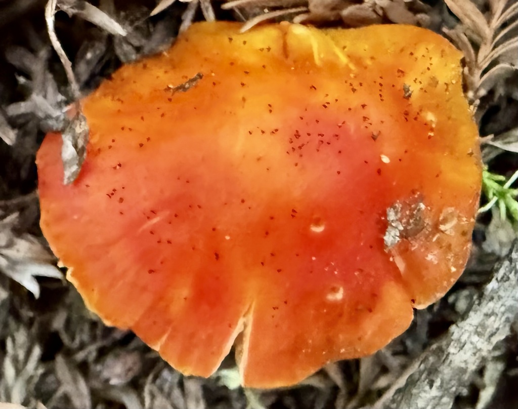 Hygrocybe laetissima · January 2026 · photo: © hllrnnr (iNaturalist, cc0)