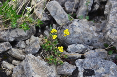 Draba glacialis