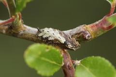 Meligramma triangulifera