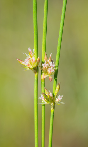 Thread Rush (Juncus filiformis) · iNaturalist