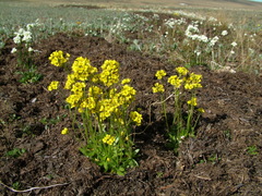 Draba glacialis