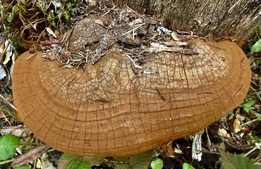 Ganoderma brownii · January 2026 · photo: © hllrnnr (iNaturalist, cc0)