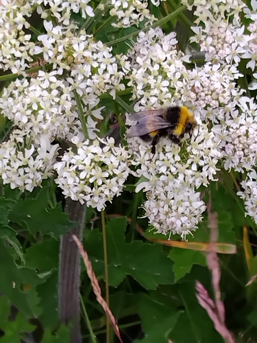 White-tailed Bumblebee