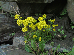 Draba glacialis