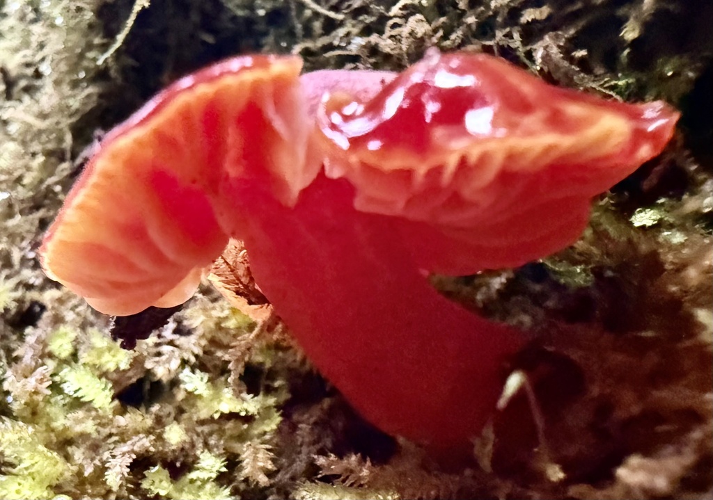 Hygrocybe coccinea · January 2026 · photo: © hllrnnr (iNaturalist, cc0)