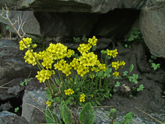 Draba glacialis