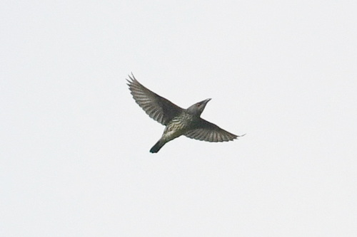 Asian Glossy Starling (Aplonis panayensis), photo 3