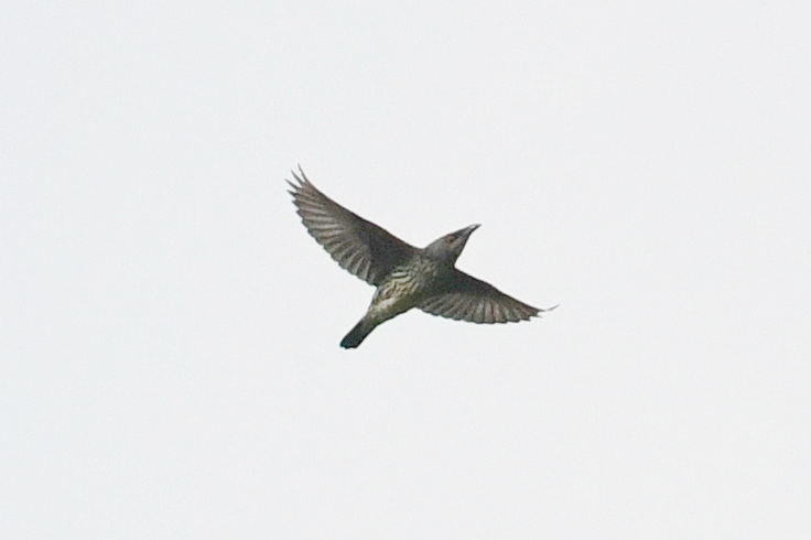 Asian Glossy Starling (Aplonis panayensis), photo 4
