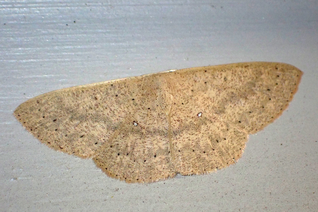 Perixera porphyropis
