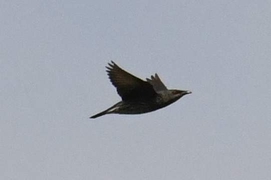 Asian Glossy Starling (Aplonis panayensis), photo 5