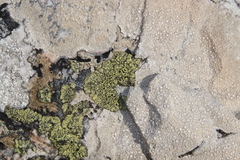 Diploicia africana
