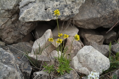 Draba glacialis