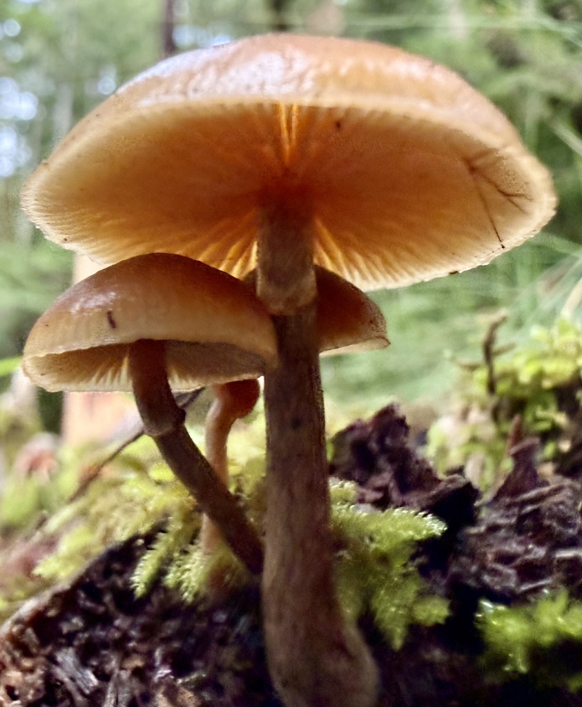 Galerina marginata · January 2026 · photo: © hllrnnr (iNaturalist, cc0)