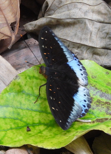 Common Archduke photo 5