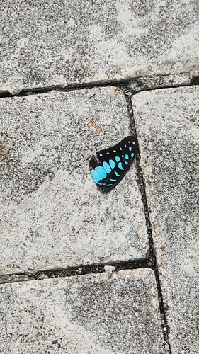 Graphium doson