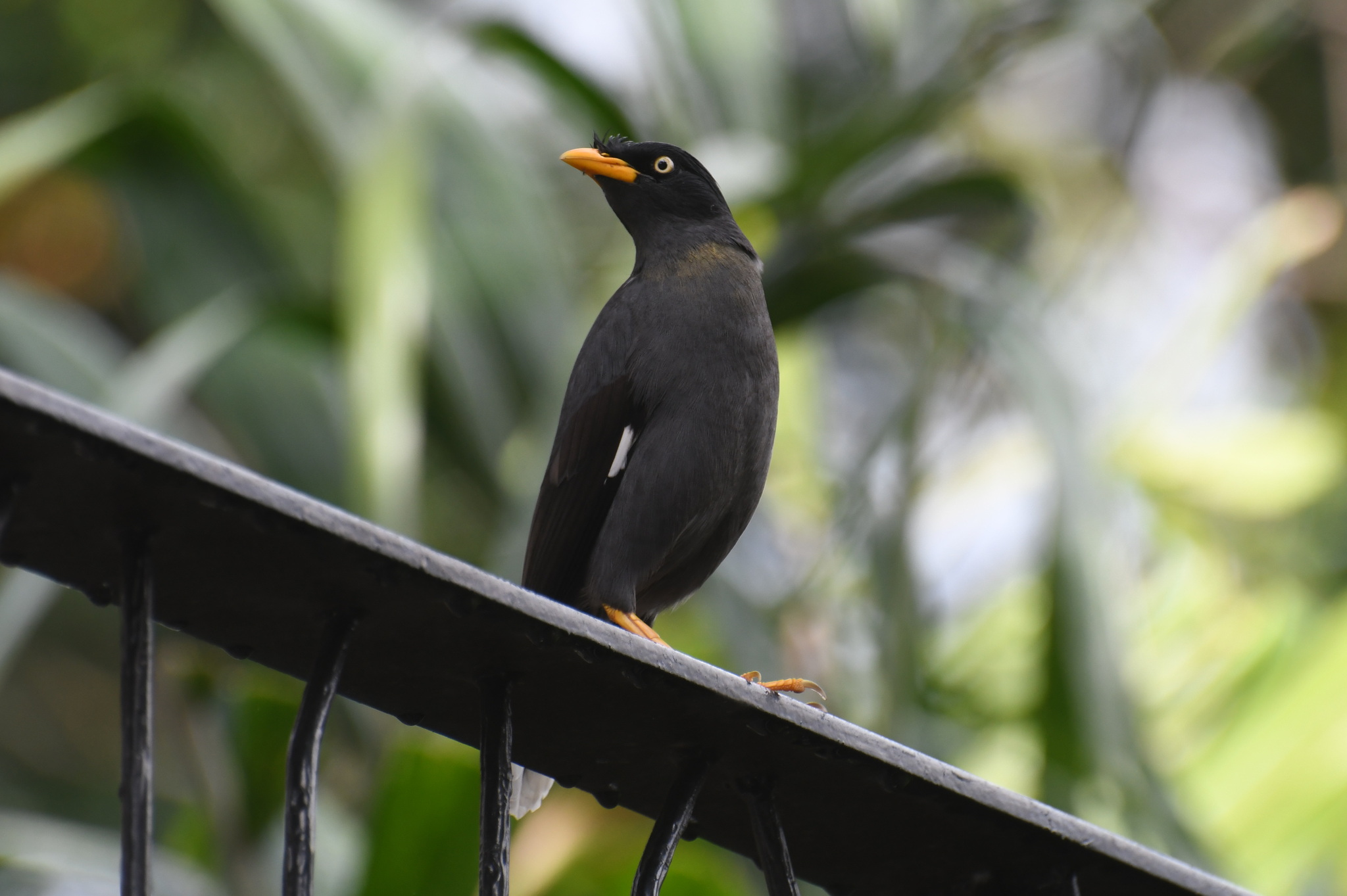 Javan Myna (Acridotheres javanicus), photo 3
