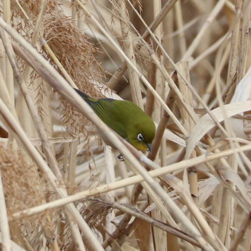 Warbling White-eye (Zosterops japonicus), photo 10