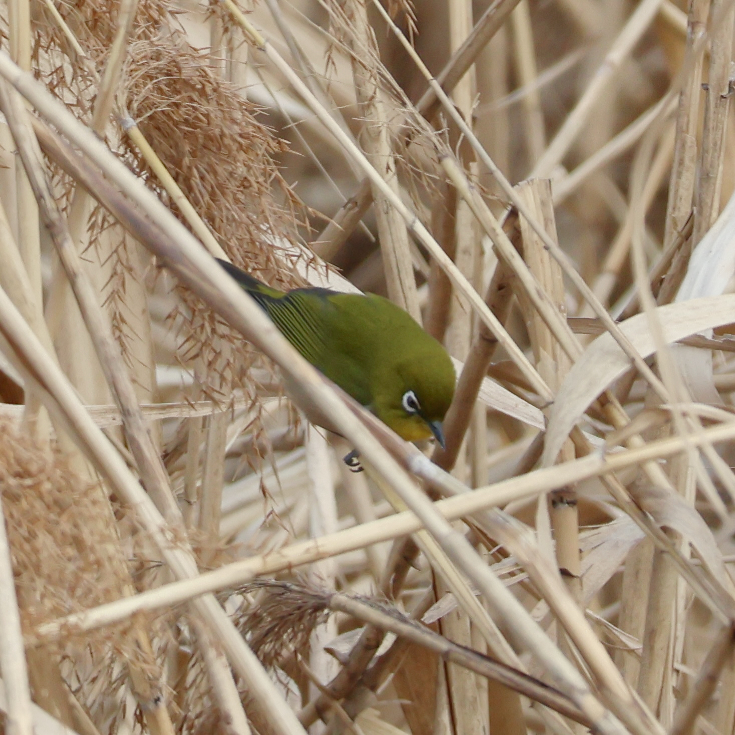 Warbling White-eye (Zosterops japonicus), photo 10