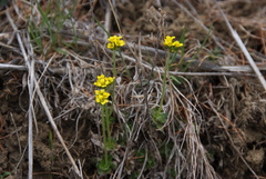 Draba glacialis