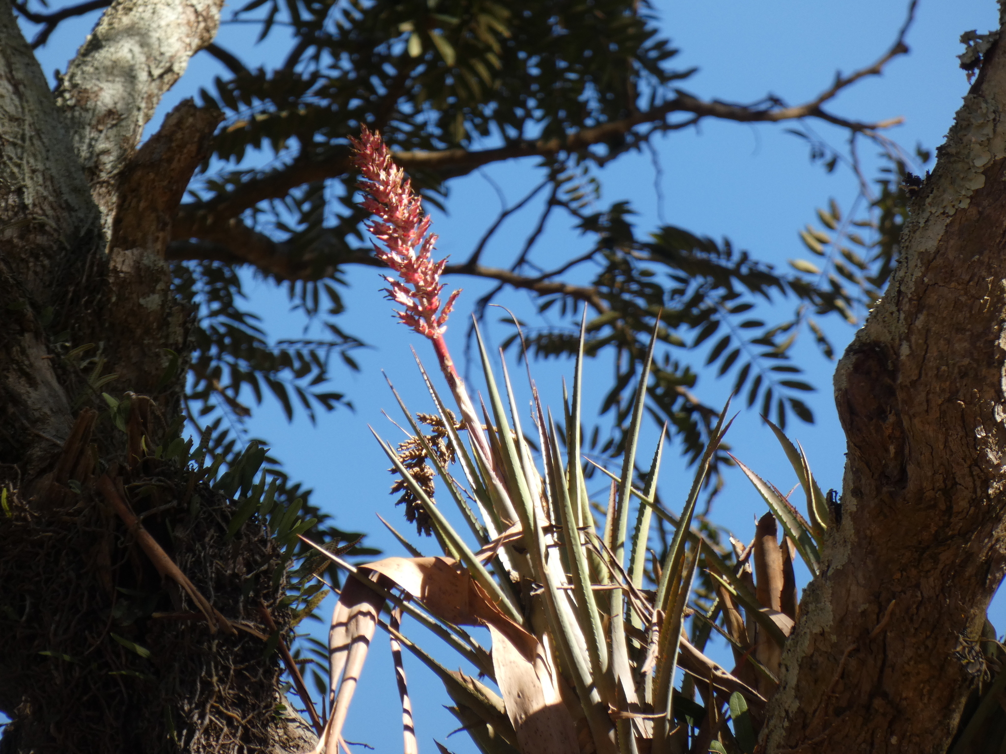 Aechmea distichantha