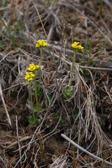 Draba glacialis