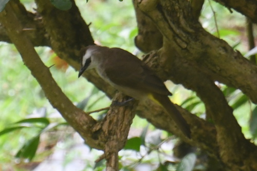Yellow-vented Bulbul (Pycnonotus goiavier), photo 5
