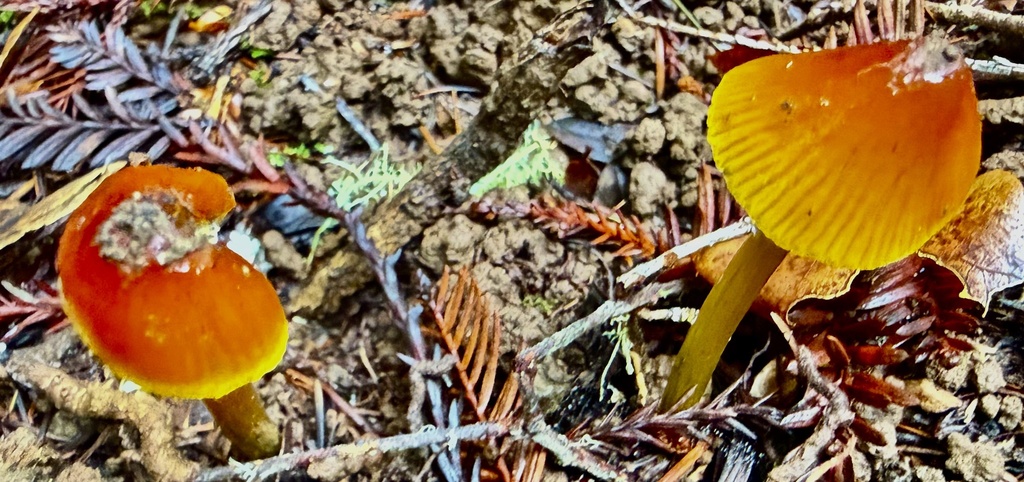Hygrocybe singeri · January 2026 · photo: © hllrnnr (iNaturalist, cc0)
