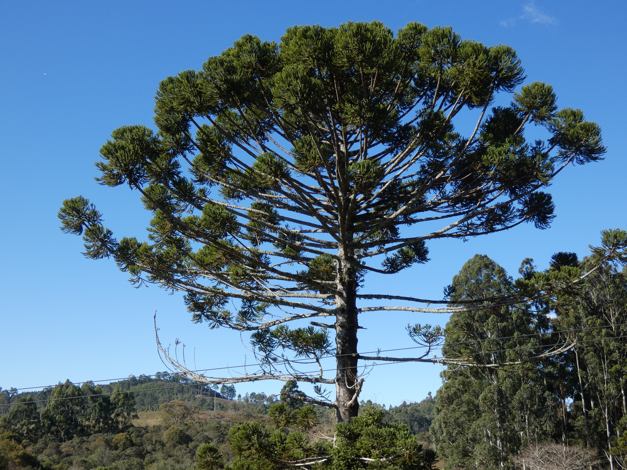 Araucaria angustifolia