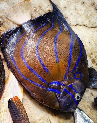 Bluering angelfish (Pomacanthus annularis) — Pomacanthidae — 3
