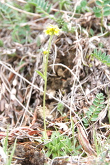 Draba glacialis