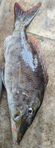 Emperor (Lethrinus olivaceus) — Lethrinidae