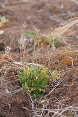 Draba glacialis