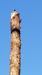 Melanerpes carolinus image