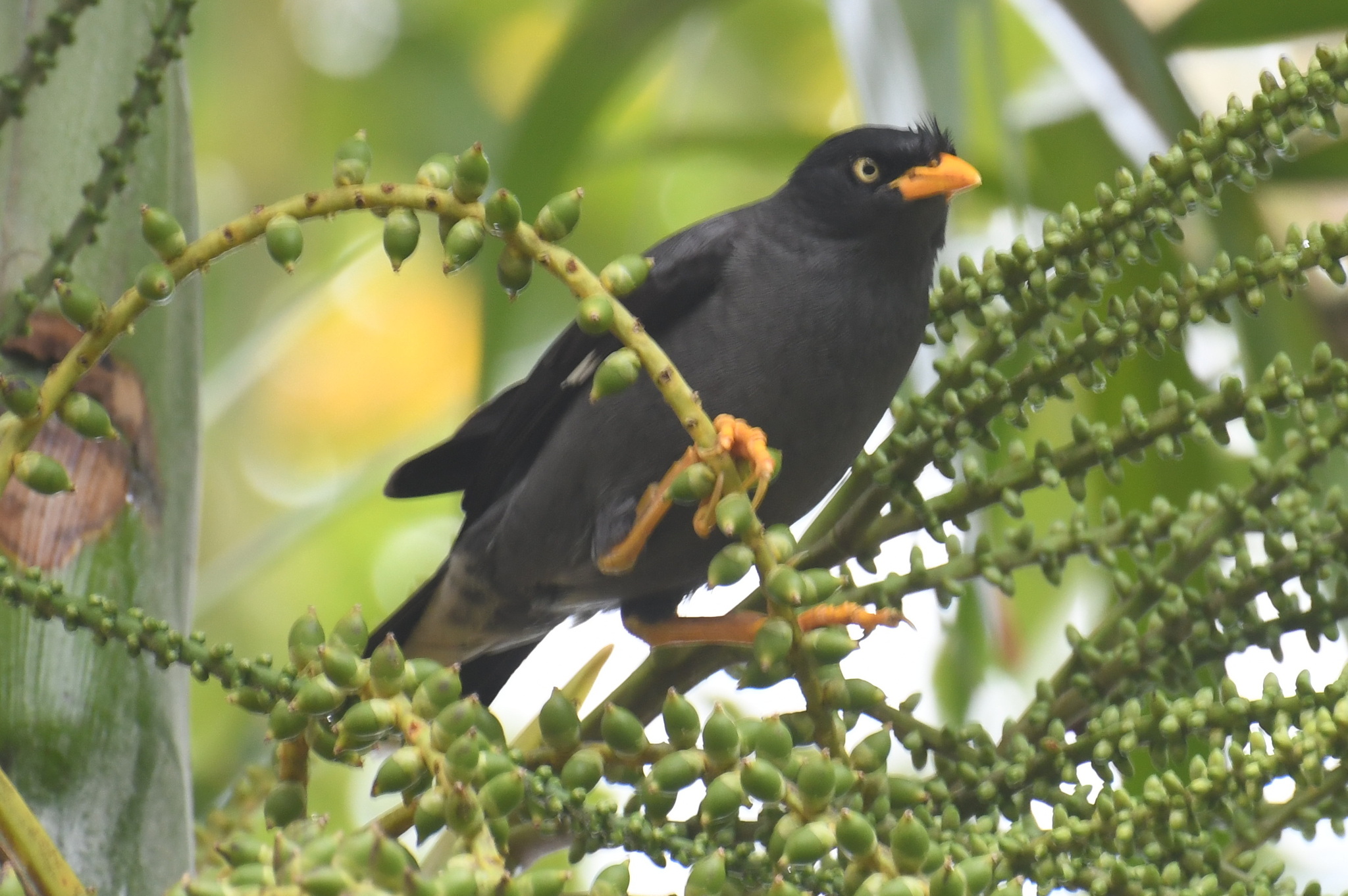 Javan Myna (Acridotheres javanicus), photo 9