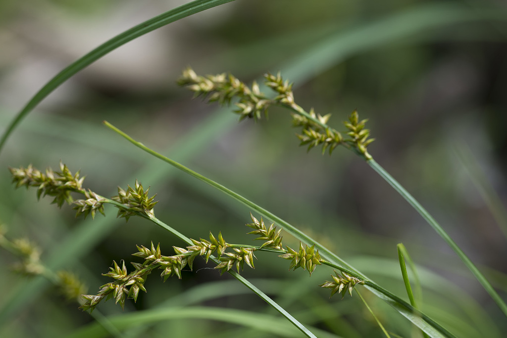 Carex subg. Vignea
