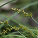 Carex Subg. Vignea - Photo (c) Vladimir Bryukhov, some rights reserved (CC BY-NC), uploaded by Vladimir Bryukhov