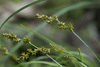 Carex Subg. Vignea - Photo (c) Vladimir Bryukhov, some rights reserved (CC BY-NC), uploaded by Vladimir Bryukhov