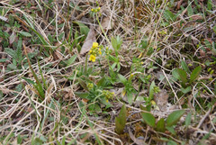 Draba glacialis