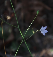 Wahlenbergia obovata