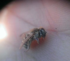 Anthidium