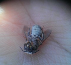 Anthidium