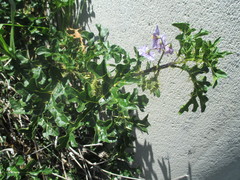 Solanum linnaeanum