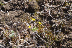 Draba glacialis