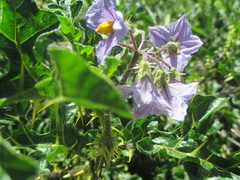 Solanum linnaeanum