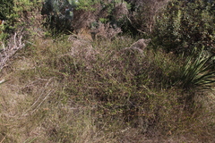 Osteospermum ciliatum