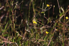 Osteospermum ciliatum