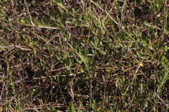 Osteospermum ciliatum